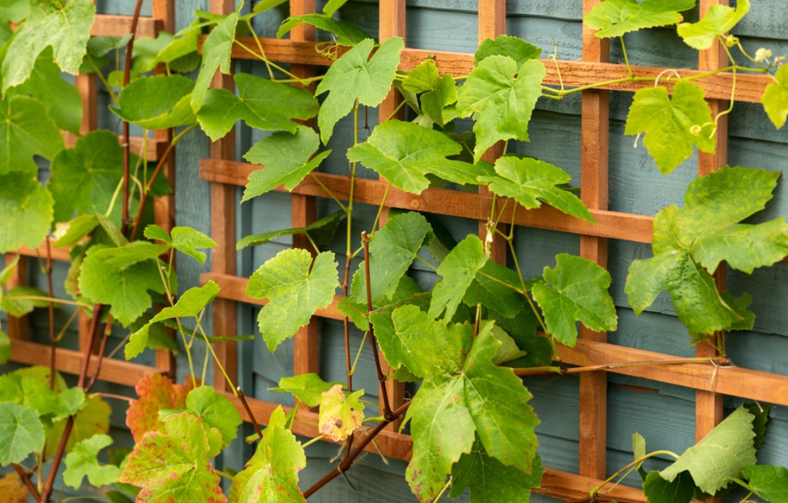 Когда и как высаживать виноград в открытый грунт весной