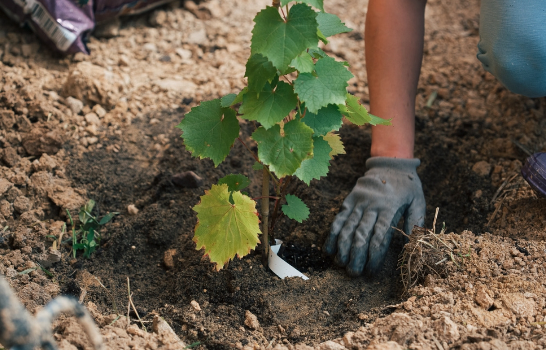 Когда и как высаживать виноград в открытый грунт весной