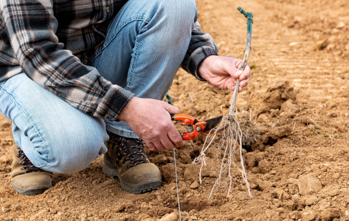 Когда и как высаживать виноград в открытый грунт весной