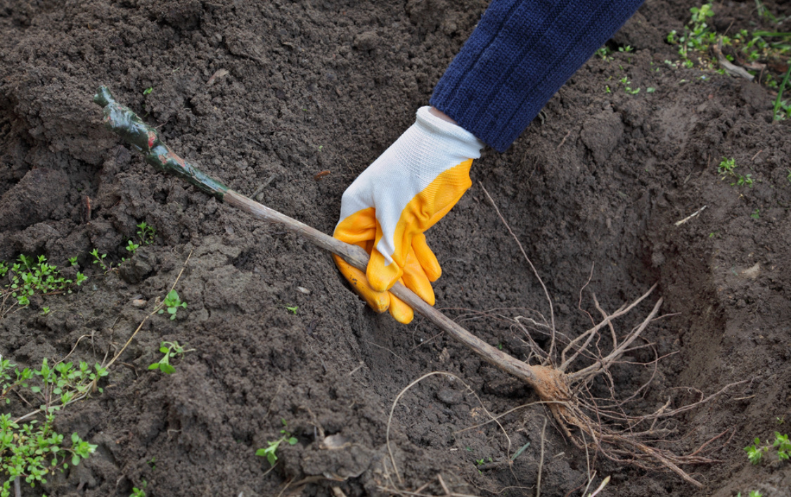 Когда и как высаживать виноград в открытый грунт весной