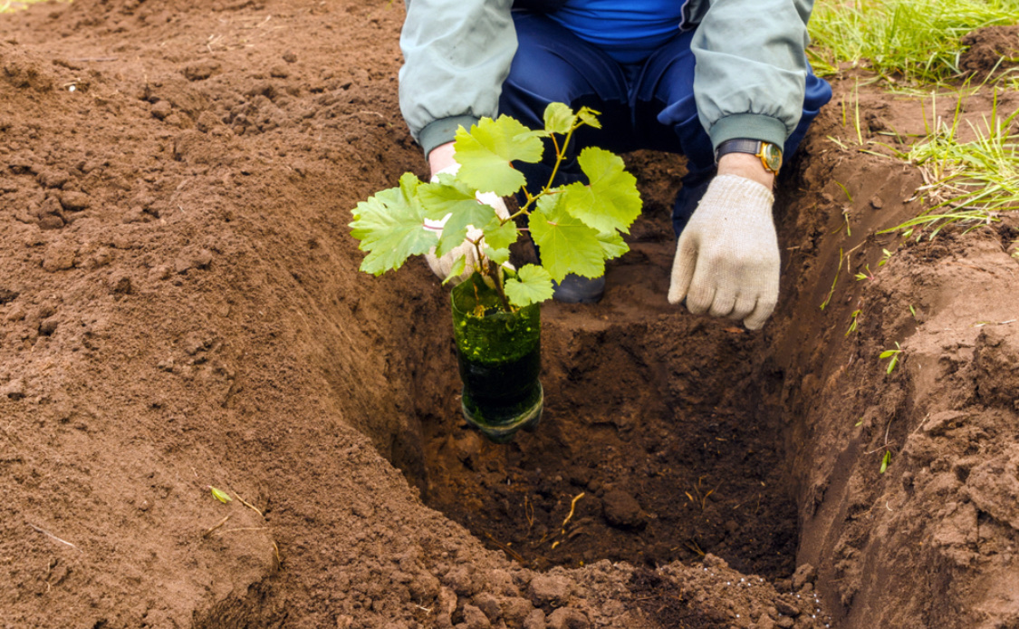 Когда и как высаживать виноград в открытый грунт весной