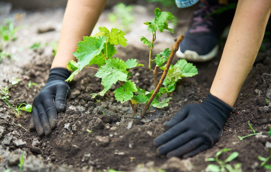 Когда и как высаживать виноград в открытый грунт весной