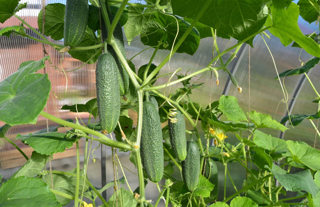 Как вырастить огурцы в теплице: обо всём понемногу