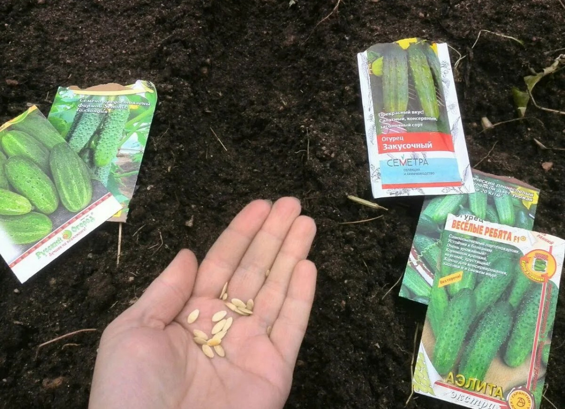 Как вырастить огурцы в теплице: обо всём понемногу