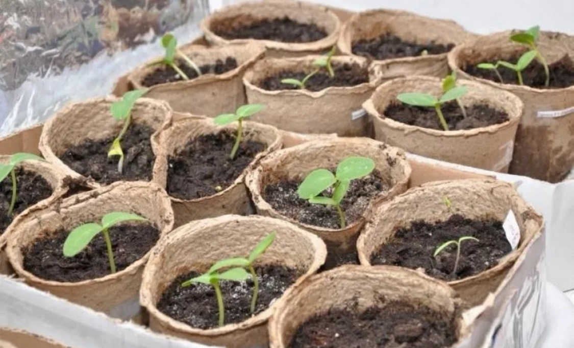 Как вырастить огурцы в теплице: обо всём понемногу