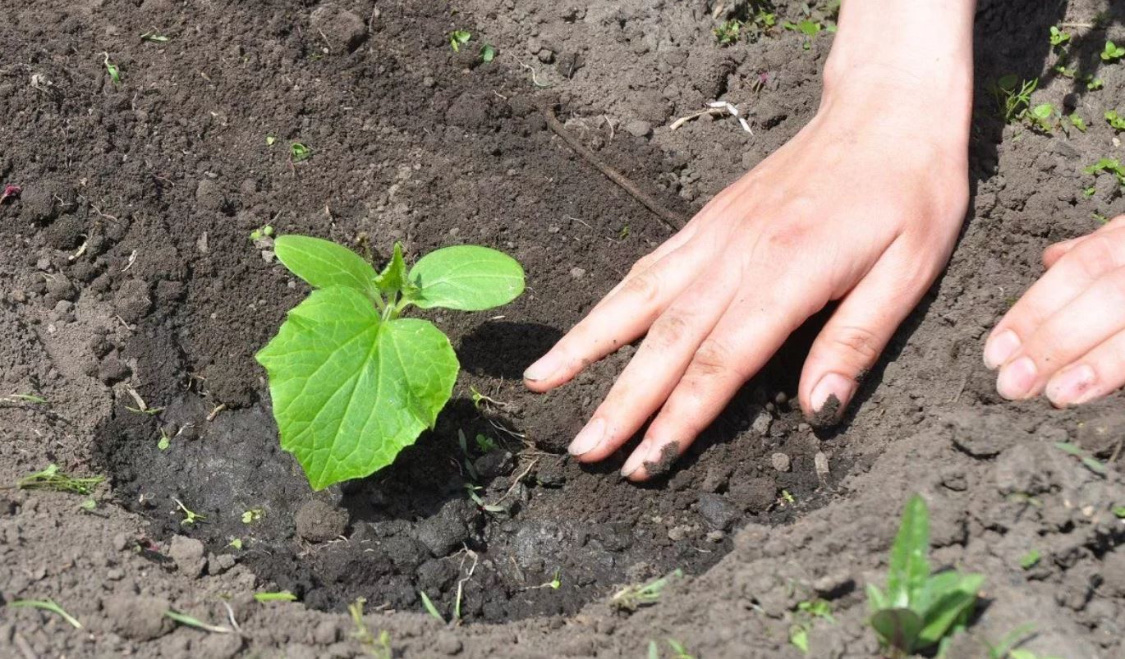 Как вырастить огурцы в теплице: обо всём понемногу