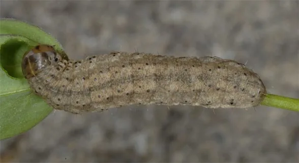 Восклицательная совка