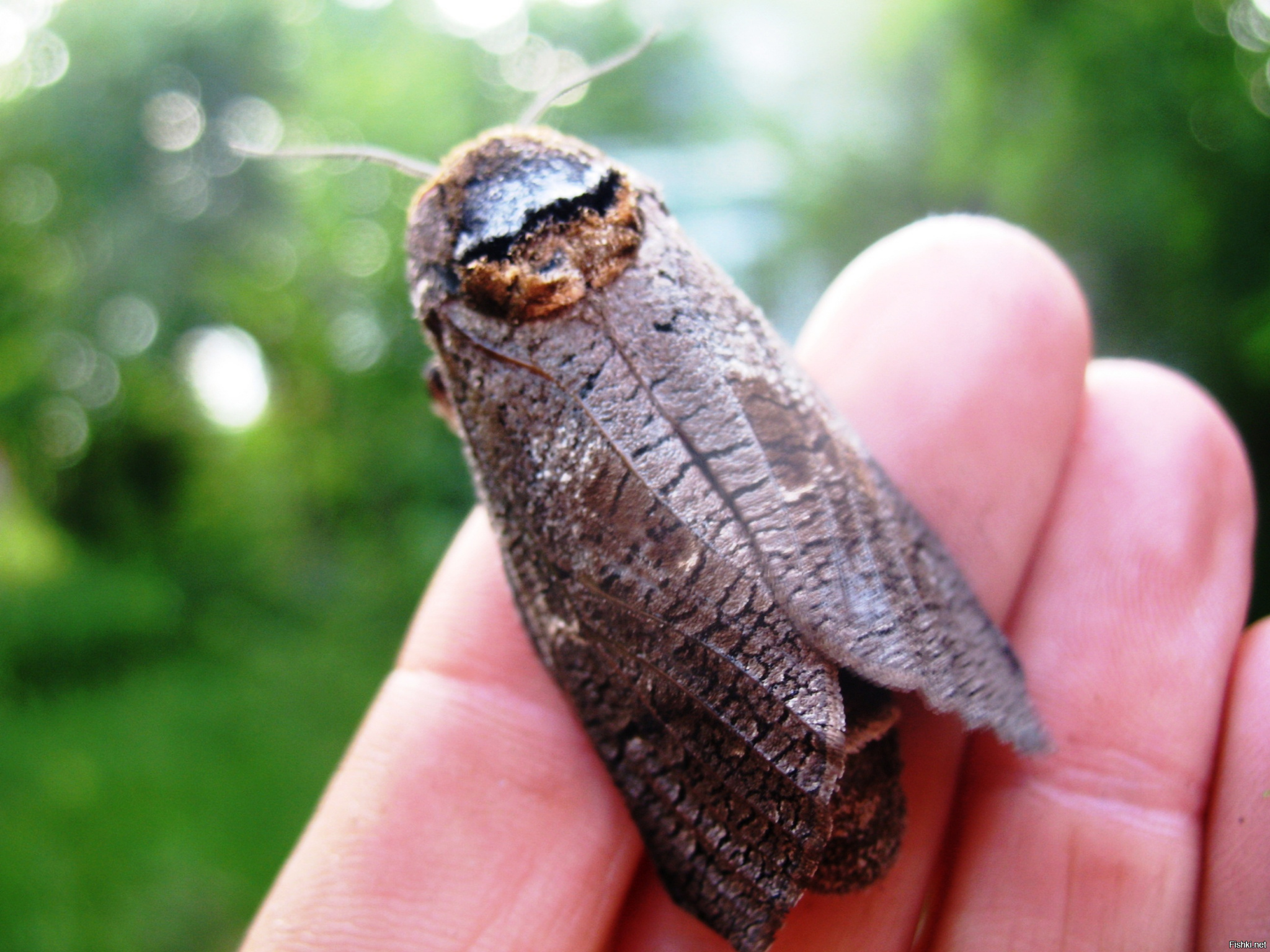 Древоточец пахучий