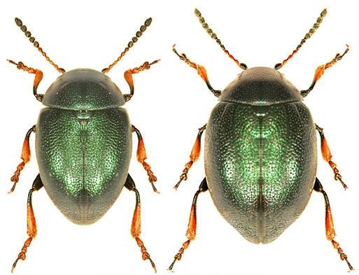 Западный горчичный листоед