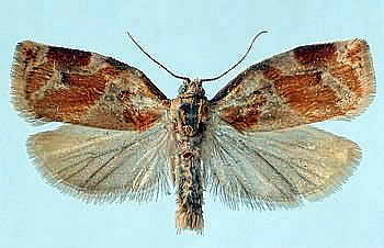 Пестро-золотистая листовёртка (Листовёртка жимолостная)