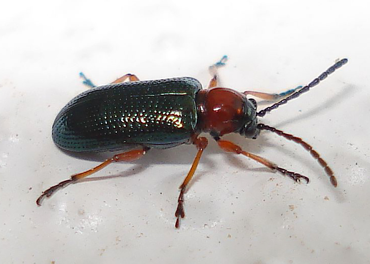 Пьявица обыкновенная