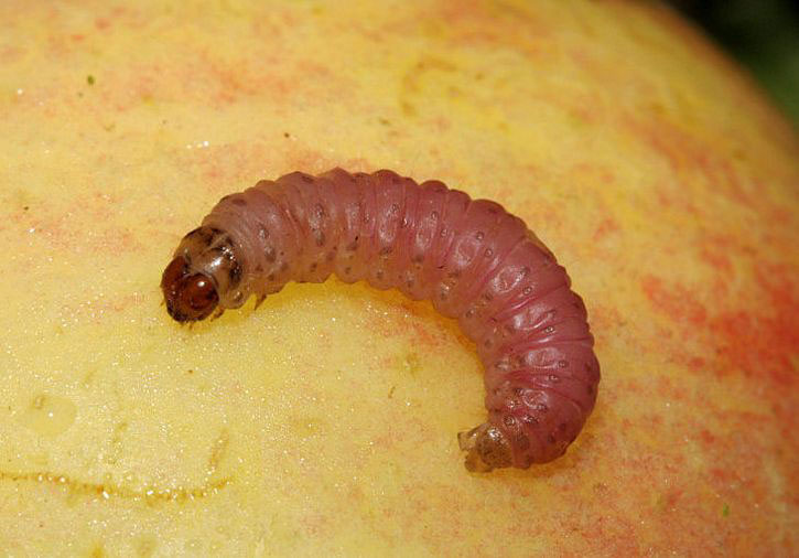 Яблонная плодожорка