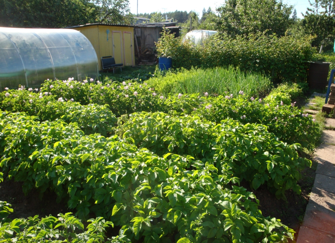 Посадка картофеля весной в открытый грунт: сроки, схема, подготовка