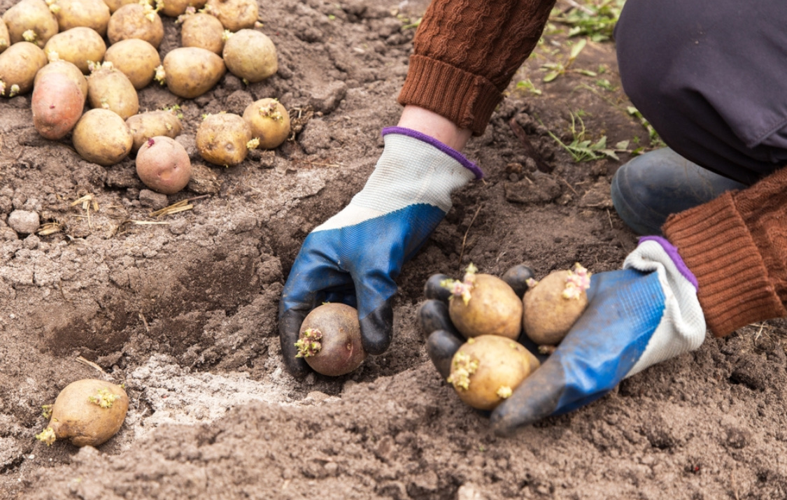 Посадка картофеля весной в открытый грунт: сроки, схема, подготовка