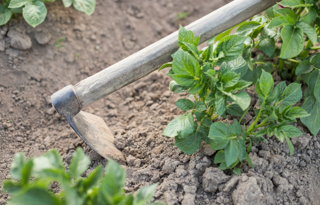 Посадка картофеля весной в открытый грунт: сроки, схема, подготовка