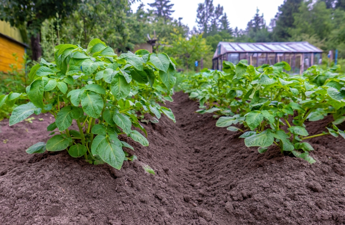 Посадка картофеля весной в открытый грунт: сроки, схема, подготовка