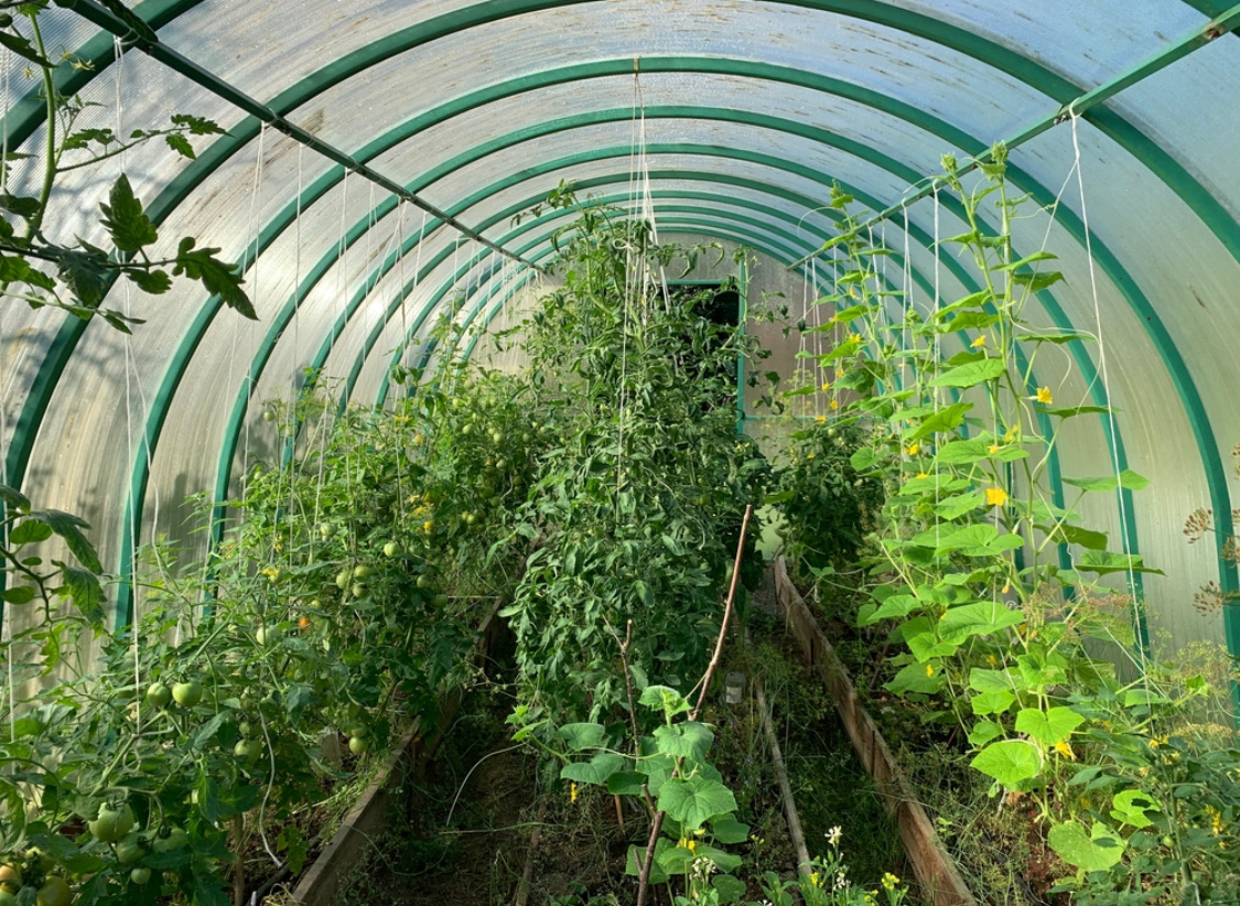 Что можно посадить в теплице вместе с огурцами, перцами или помидорами