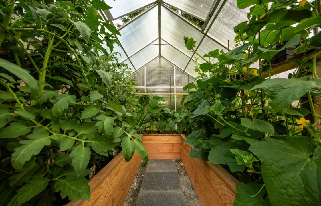 Что можно посадить в теплице вместе с огурцами, перцами или помидорами