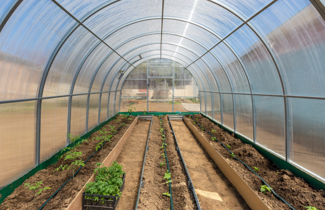 Что можно посадить в теплице вместе с огурцами, перцами или помидорами