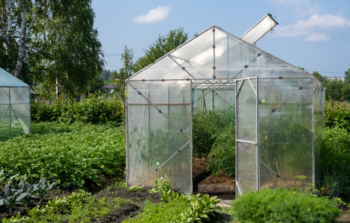 Что можно посадить в теплице вместе с огурцами, перцами или помидорами