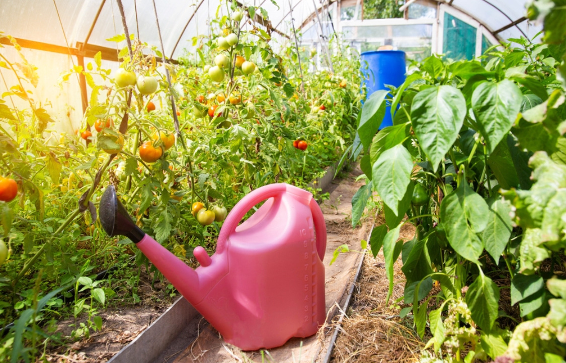 Что можно посадить в теплице вместе с огурцами, перцами или помидорами