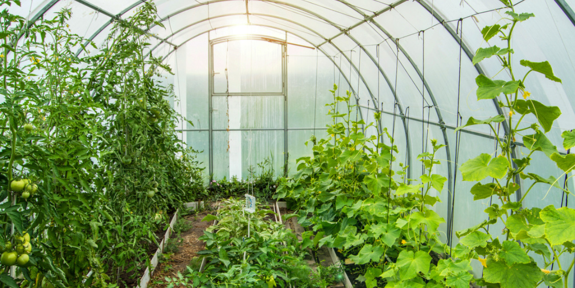 Что можно посадить в теплице вместе с огурцами, перцами или помидорами