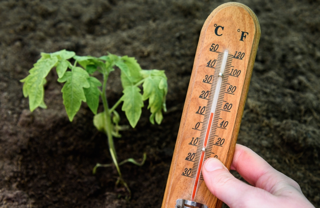 Высадка рассады помидоров в открытый грунт: когда и как это делать