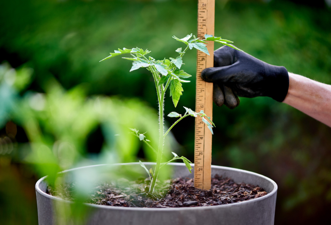 Высадка рассады помидоров в открытый грунт: когда и как это делать