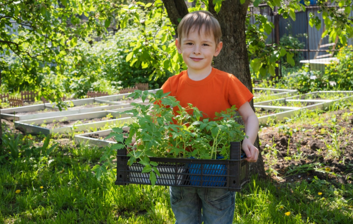Высадка рассады помидоров в открытый грунт: когда и как это делать