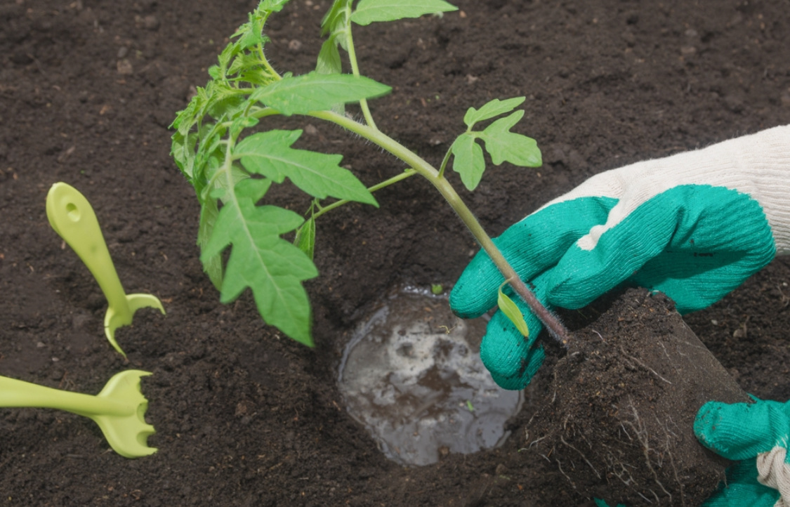 Высадка рассады помидоров в открытый грунт: когда и как это делать