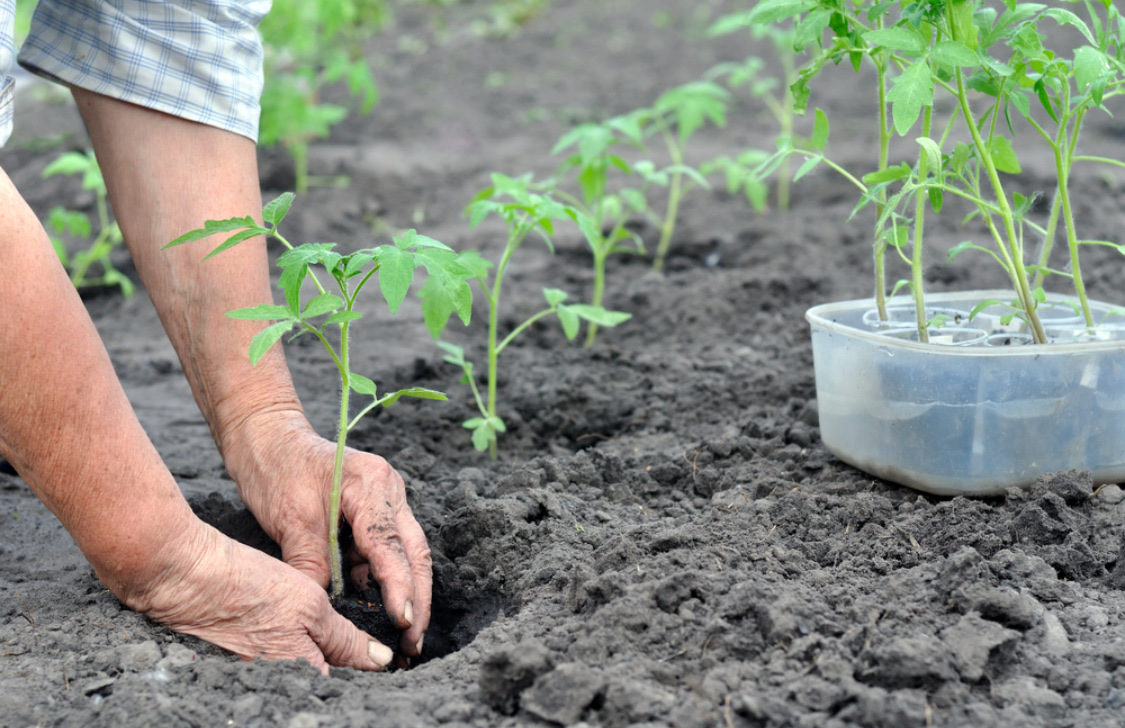 Высадка рассады помидоров в открытый грунт: когда и как это делать