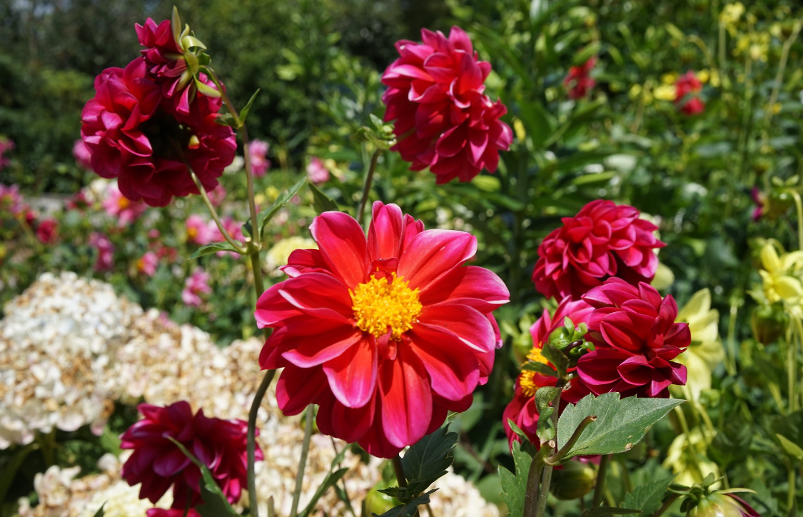 Посадка однолетних георгинов на рассаду