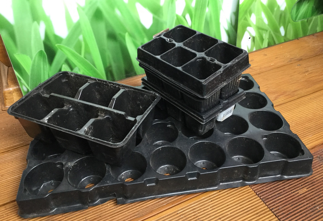 Посадка однолетних георгинов на рассаду