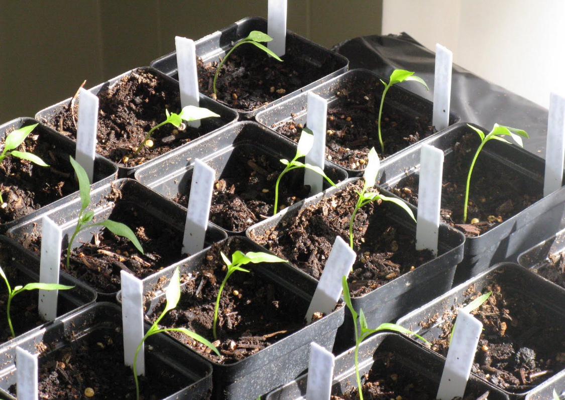 Посадка однолетних георгинов на рассаду