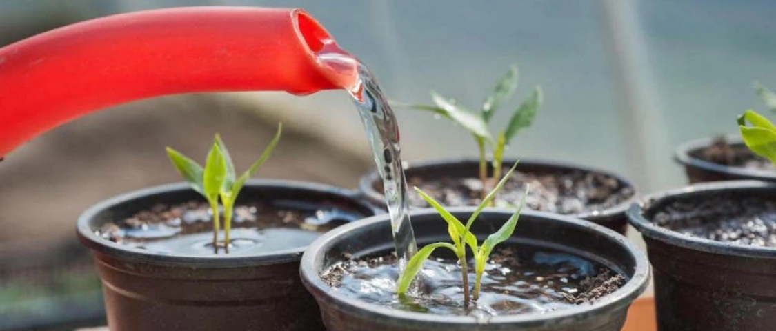 Георгины однолетние: как ухаживать за рассадой