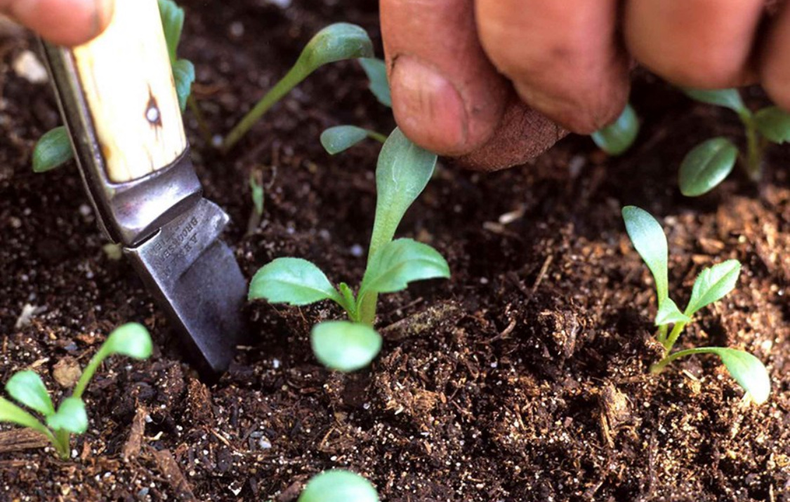 Георгины однолетние: как ухаживать за рассадой