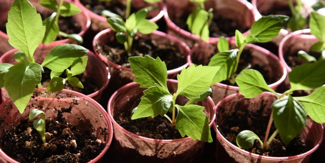 Георгины однолетние: как ухаживать за рассадой