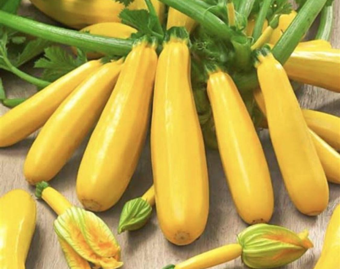 10 лучших сортов кустовых кабачков для открытого грунта