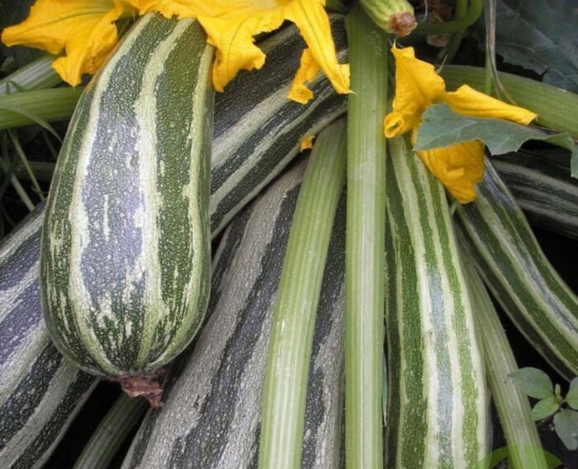 10 лучших сортов кустовых кабачков для открытого грунта