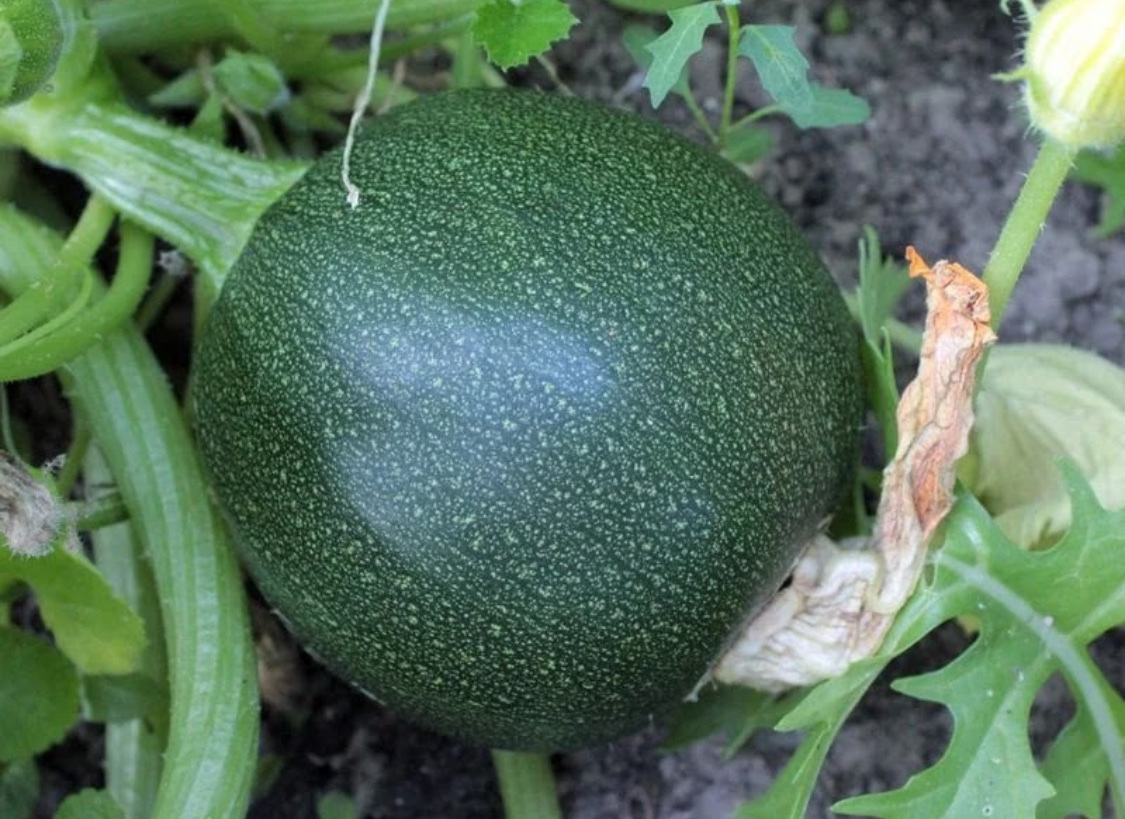 10 лучших сортов кустовых кабачков для открытого грунта