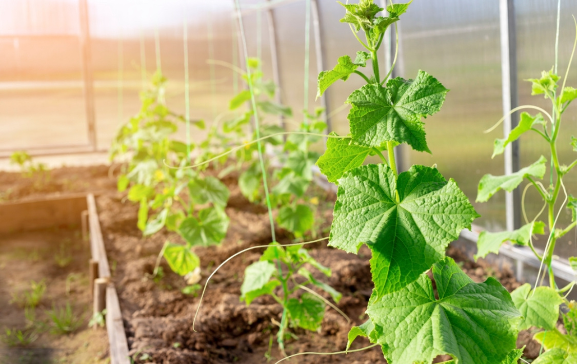 Посадка огурцов в теплице: расстояние между растениями