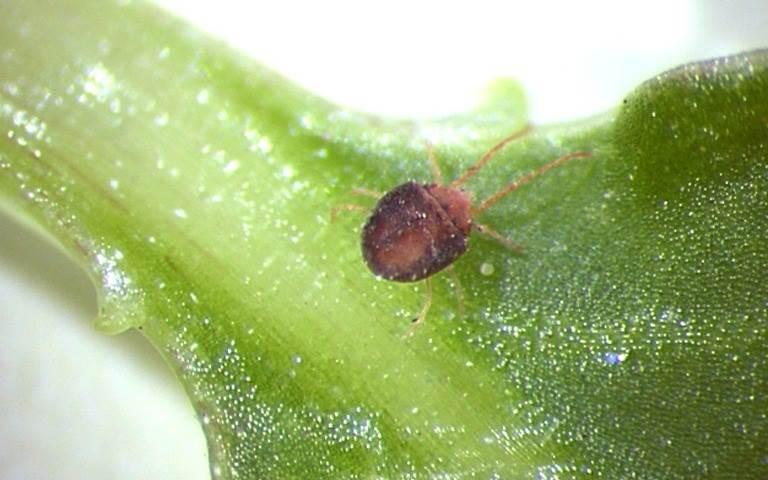 Бурый плодовый клещ