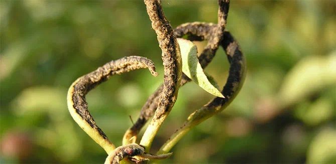 Грушевая листовая галлица