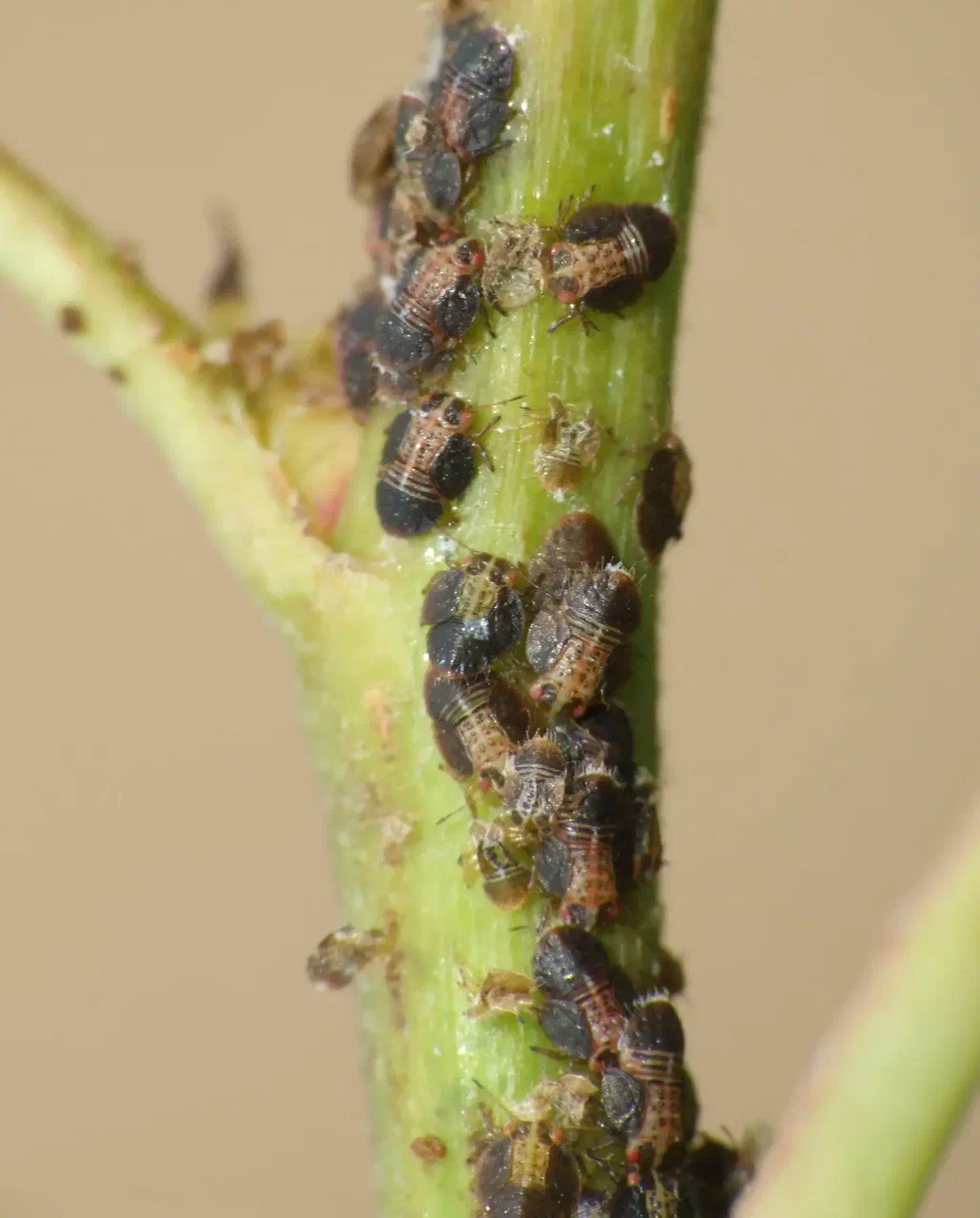 Грушевая медяница