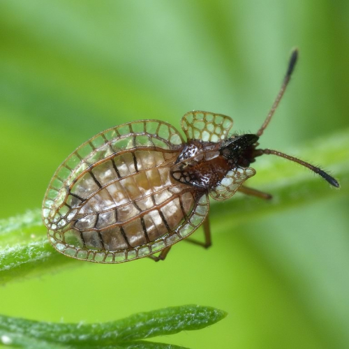 Грушевый клоп