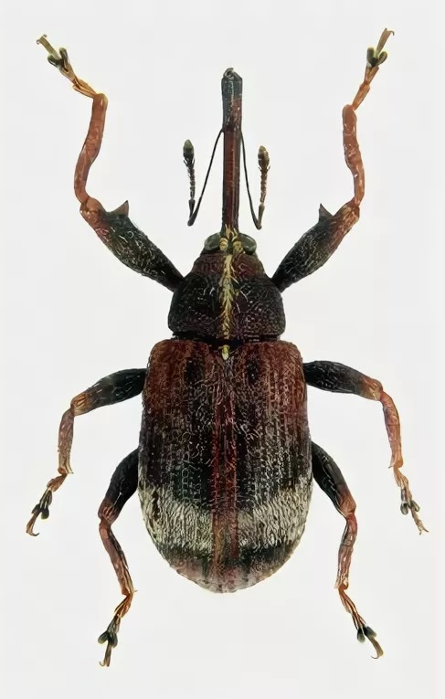 Грушевый долгоносик