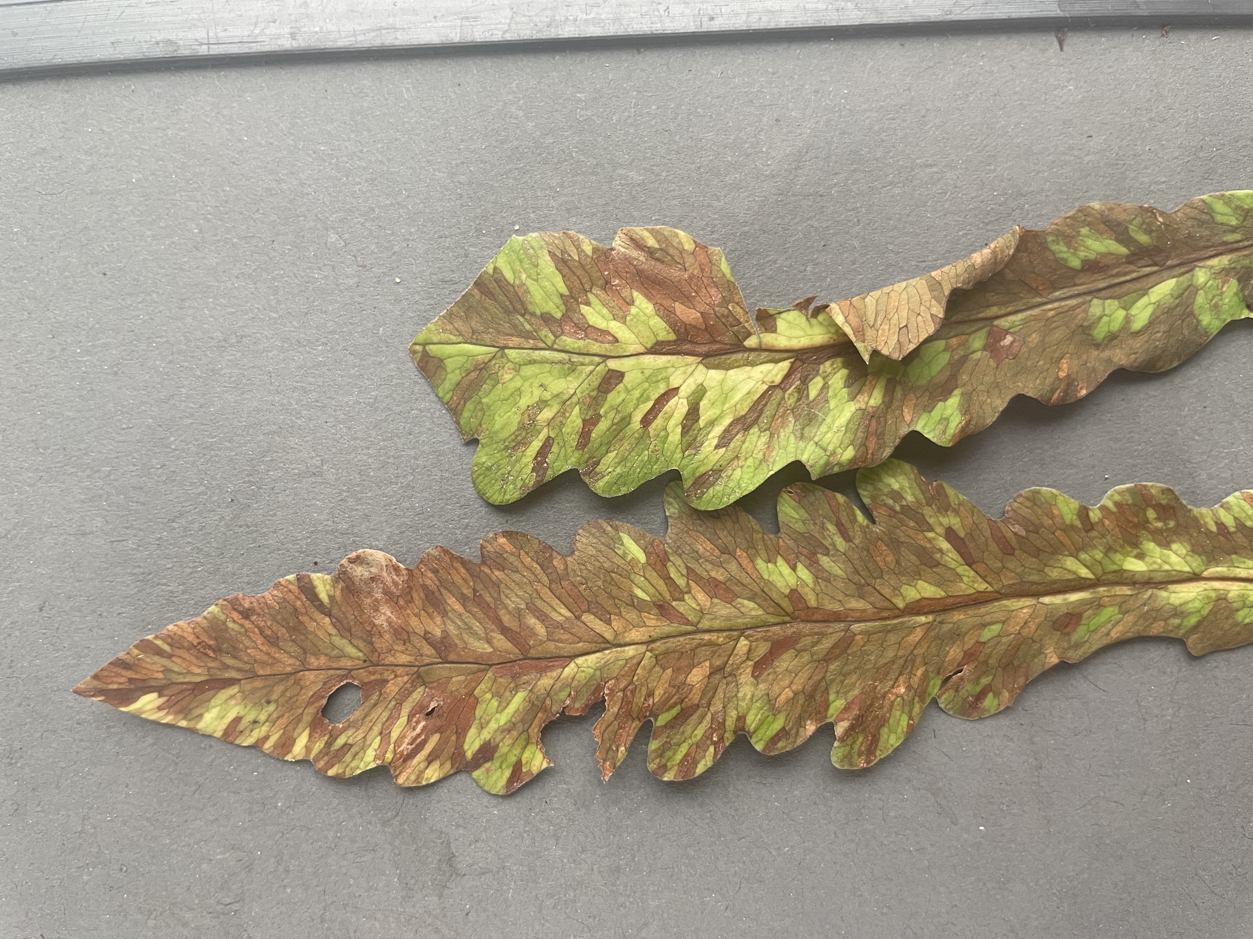 Листовая нематода