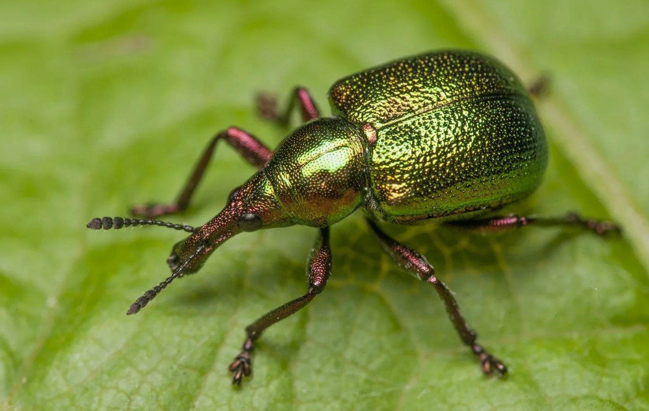 Трубковёрт