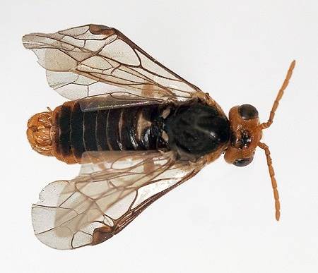 Яблонный пилильщик