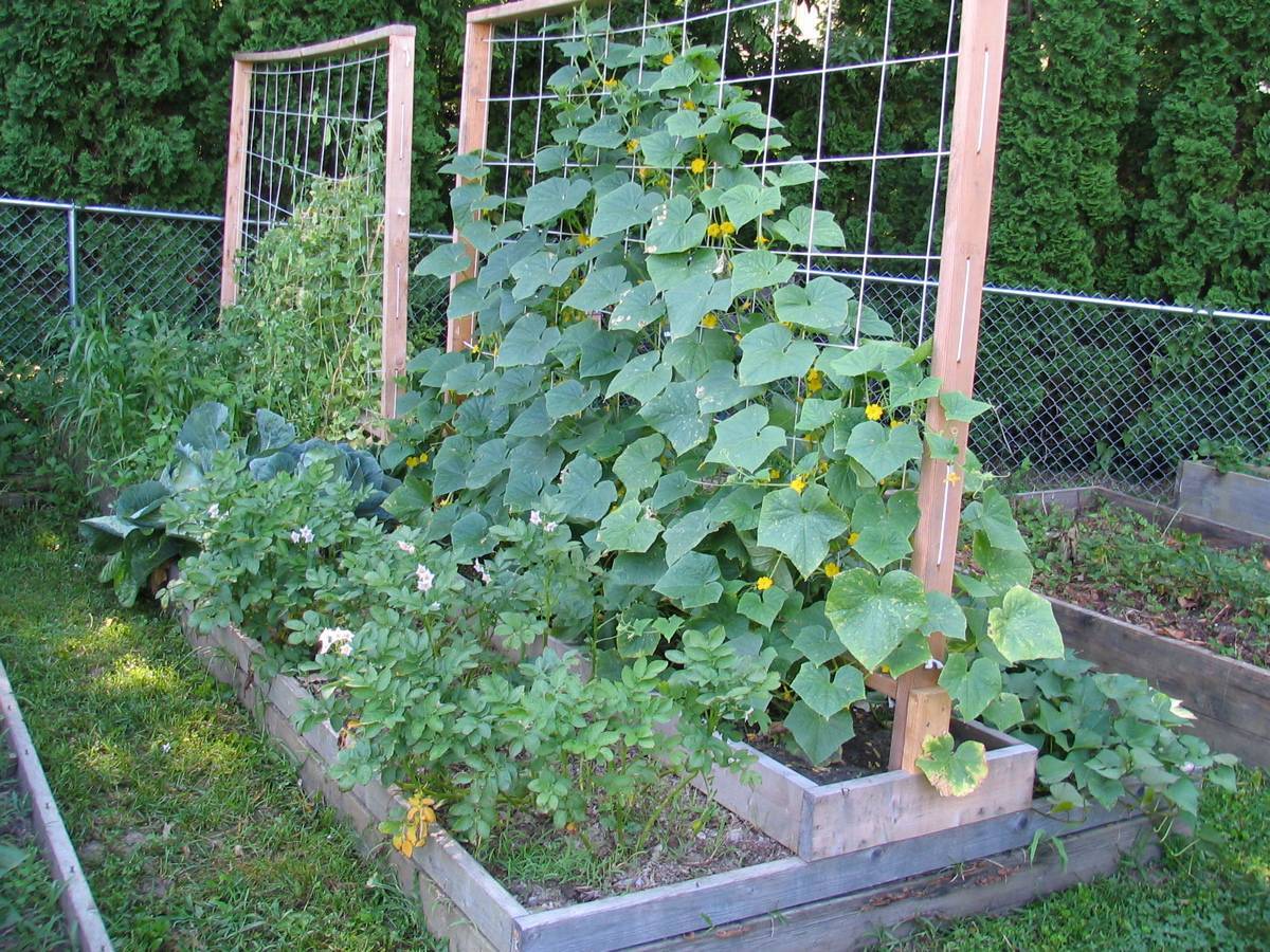 Когда сажают огурцы в открытый грунт семенами